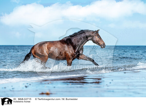 holsteins horse / MAB-02715
