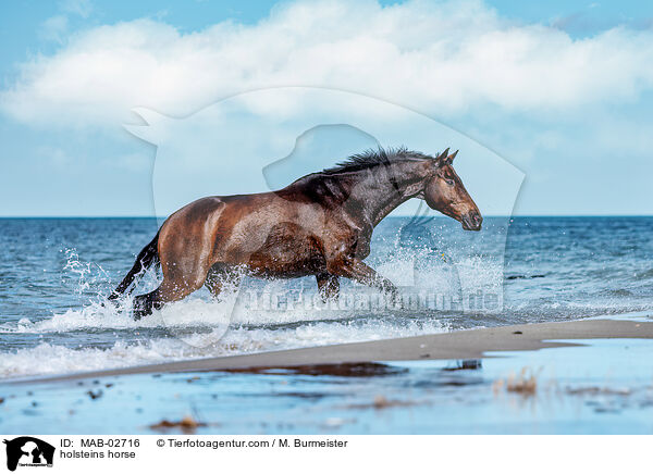 Holsteiner / holsteins horse / MAB-02716