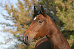 holsteins horse portrait