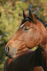 holsteins horse portrait