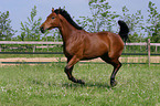 running horse