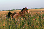 running holsteins horse