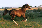 running holsteins horse