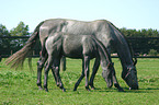 mare with foal