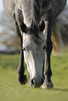 grazing horse