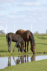 horses on source of water