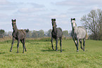 herd of horses on meadow