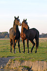 horses on meadow