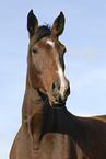 horse portrait