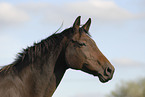 horse portrait