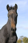 horse portrait