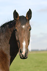 horse portrait