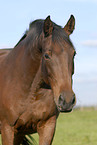 horse portrait