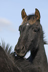 horse portrait