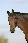 horse portrait