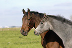 mare with foal