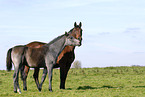 mare with foal