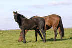 mare with foal