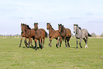 herd of horses on meadow