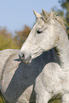 horse portrait