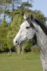 horse portrait