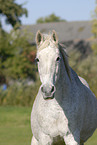 horse portrait