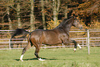 running horse