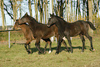 trotting foals