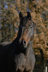 horse portrait