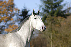 horse portrait