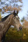 horse portrait