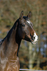 horse portrait