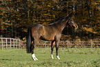 horse on meadow