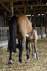 sucking foal