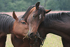 Holstein Horse