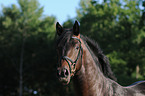 horse portrait