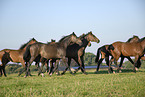 herd of horses