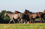 Holstein Horses