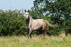 Holstein Horse