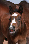 holsteiner foal