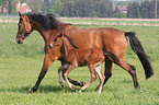 mare and foal