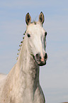 Holstein Horse Portrait