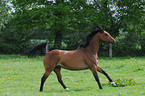 galloping Holsteiner horse