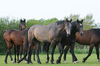 Holsteiner horses