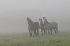 Holsteiner horses