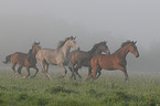 galloping Holsteiner horses