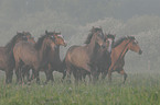 galloping Holsteiner horses