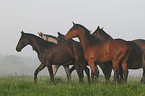 Holsteiner horses