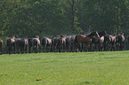 Holsteiner horses