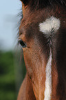 horseeye